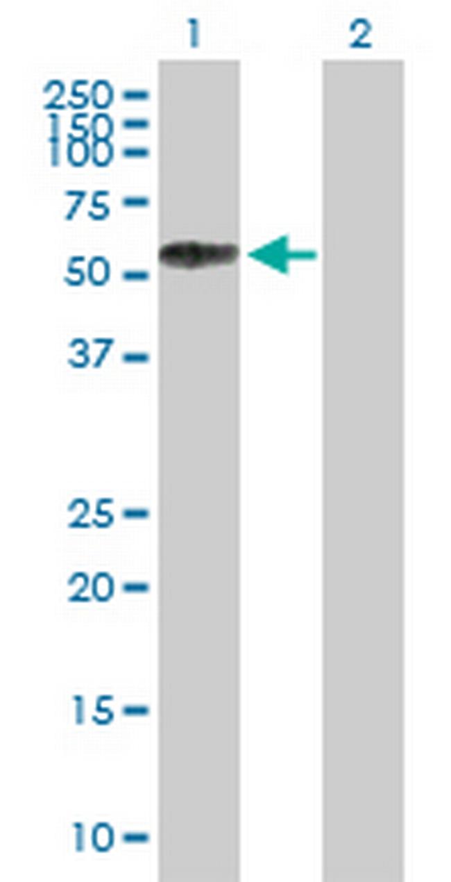SELL Antibody in Western Blot (WB)