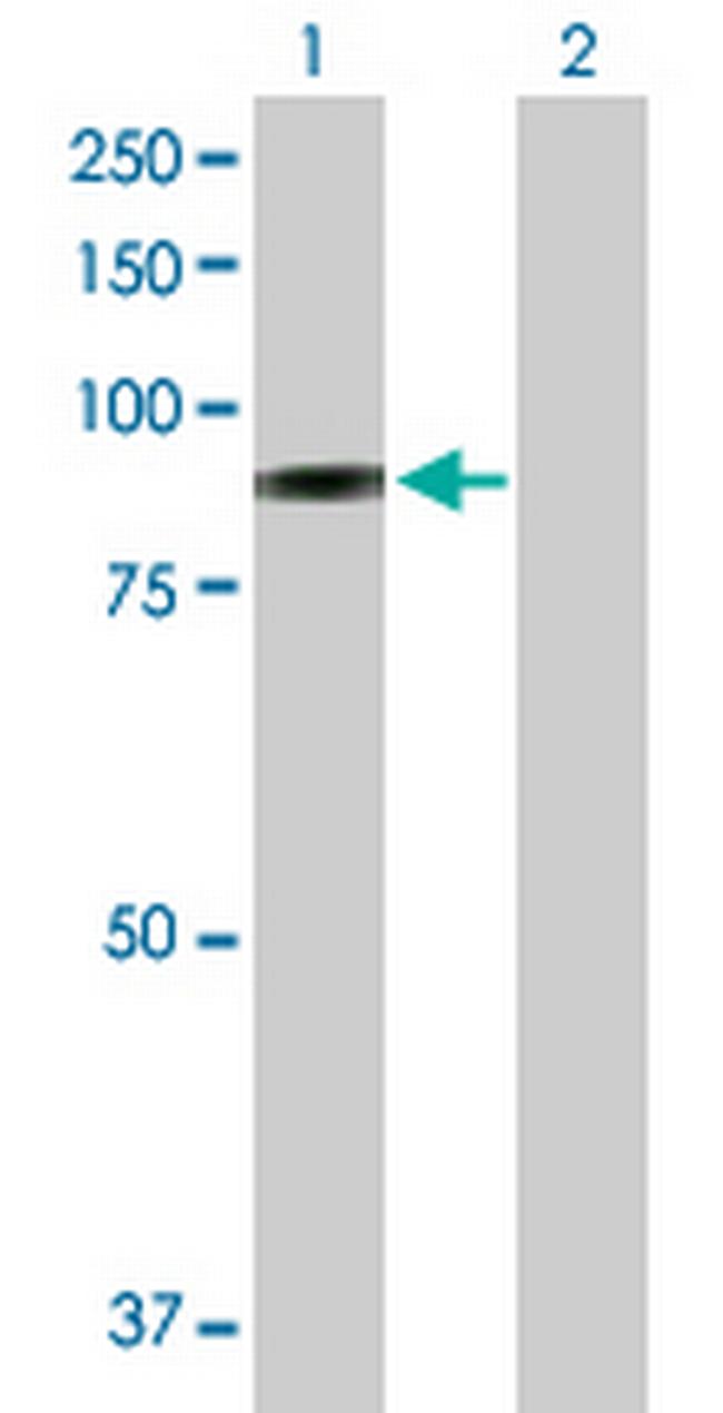 SELP Antibody in Western Blot (WB)