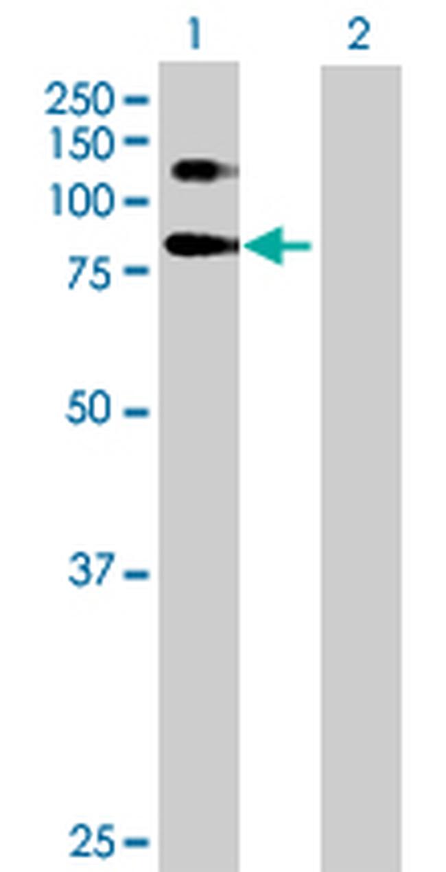SELP Antibody in Western Blot (WB)