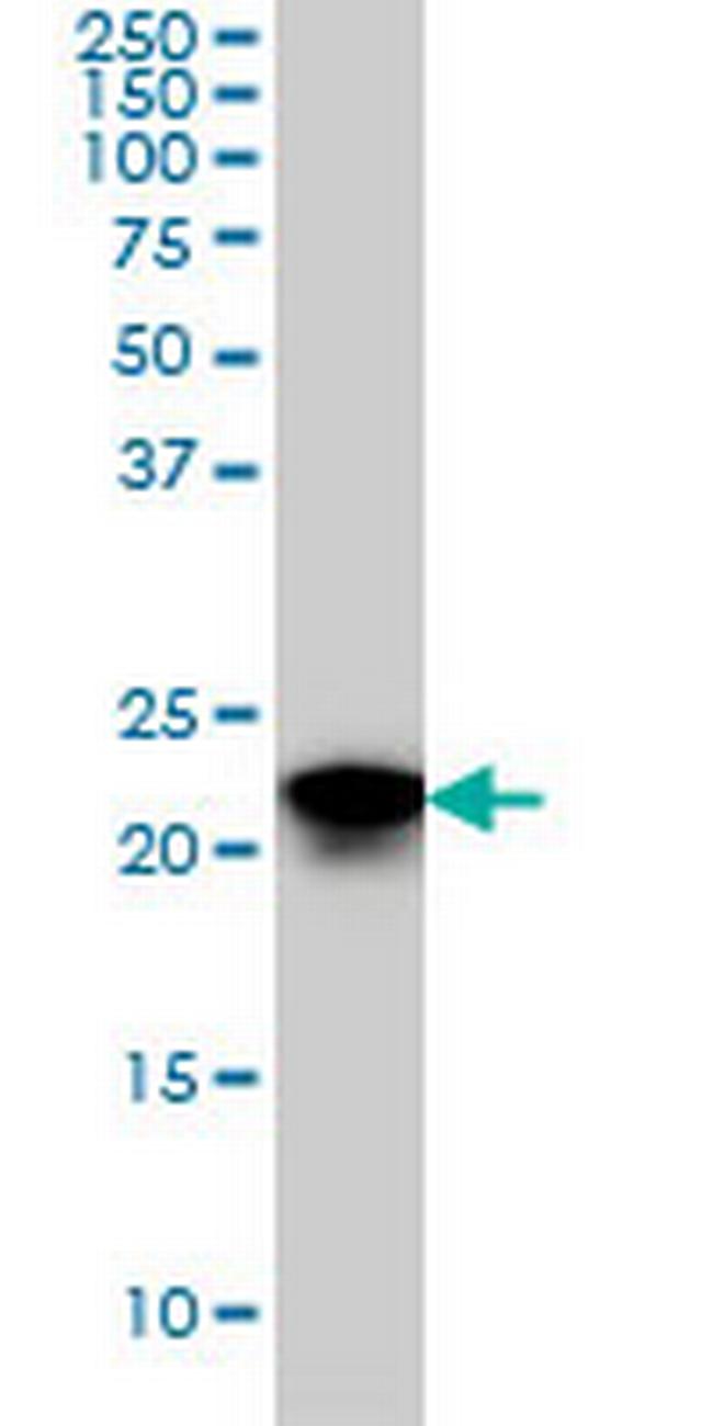 SFRS3 Antibody in Western Blot (WB)