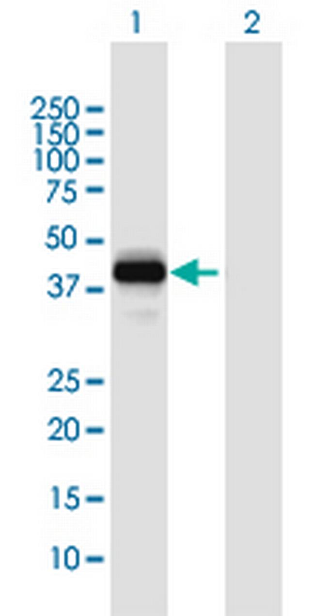 SFRS5 Antibody in Western Blot (WB)