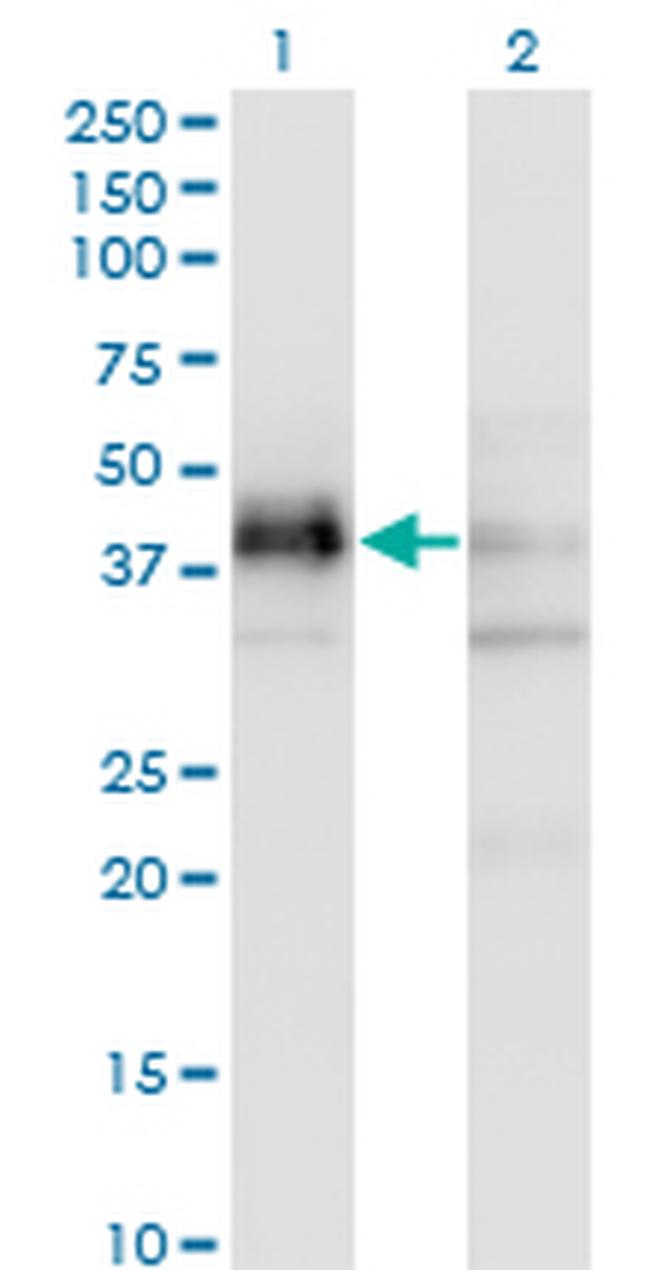 SFRS5 Antibody in Western Blot (WB)