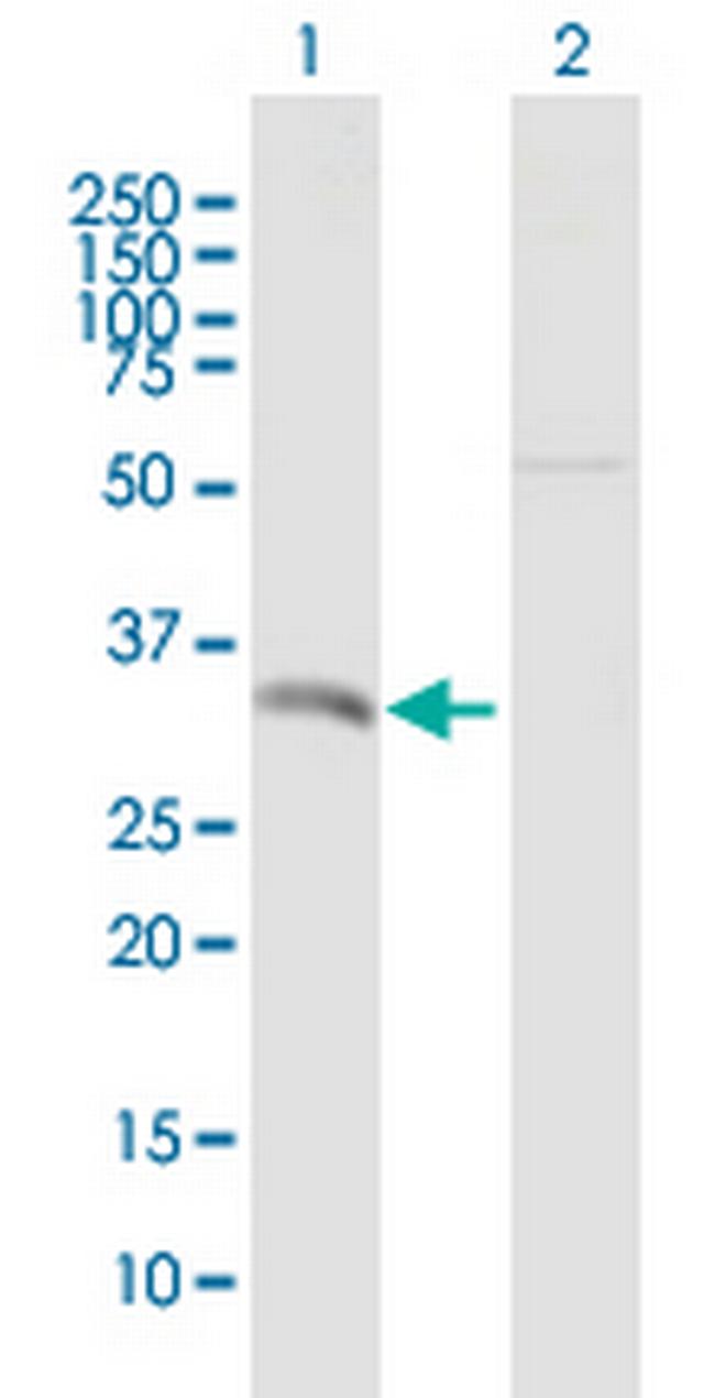 SFRS7 Antibody in Western Blot (WB)