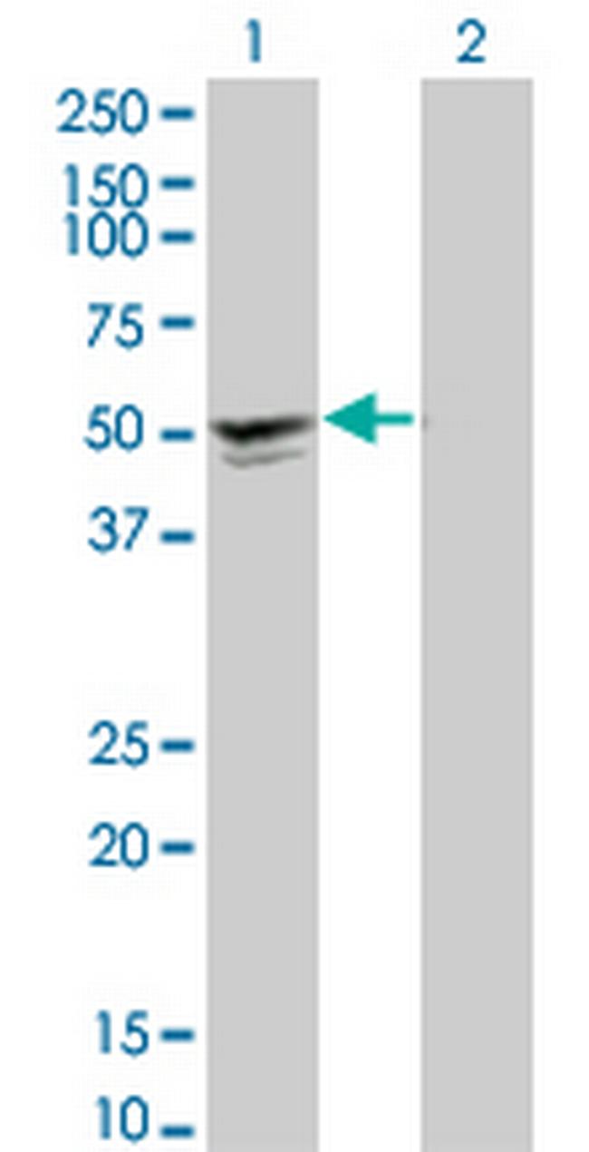 SGCA Antibody in Western Blot (WB)