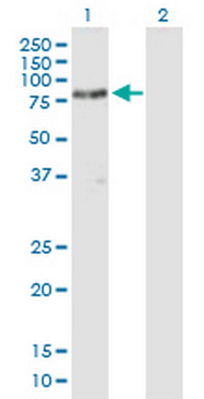 SH3BP2 Antibody in Western Blot (WB)