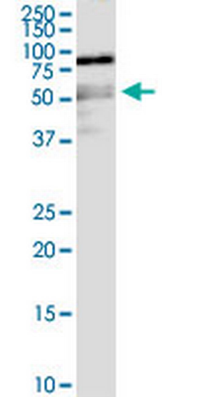SHB Antibody in Western Blot (WB)