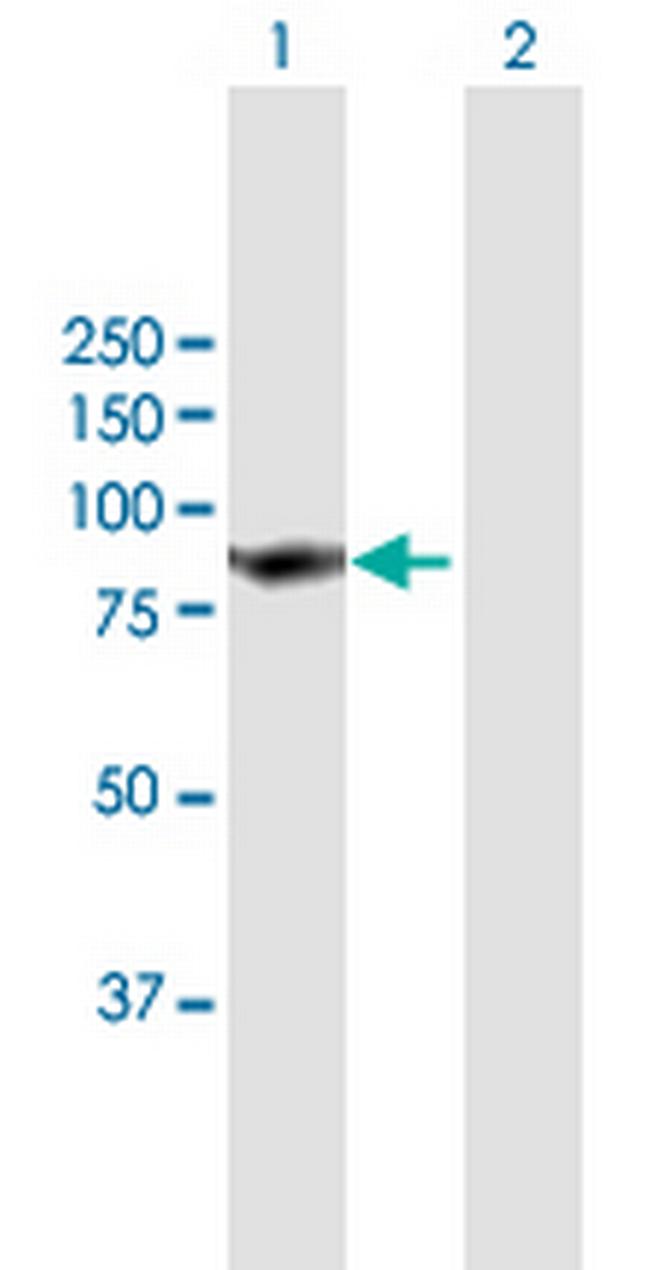 SKIL Antibody in Western Blot (WB)