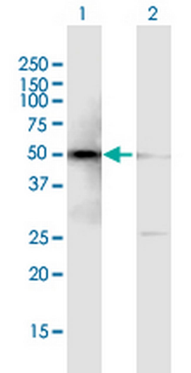 SMARCE1 Antibody in Western Blot (WB)
