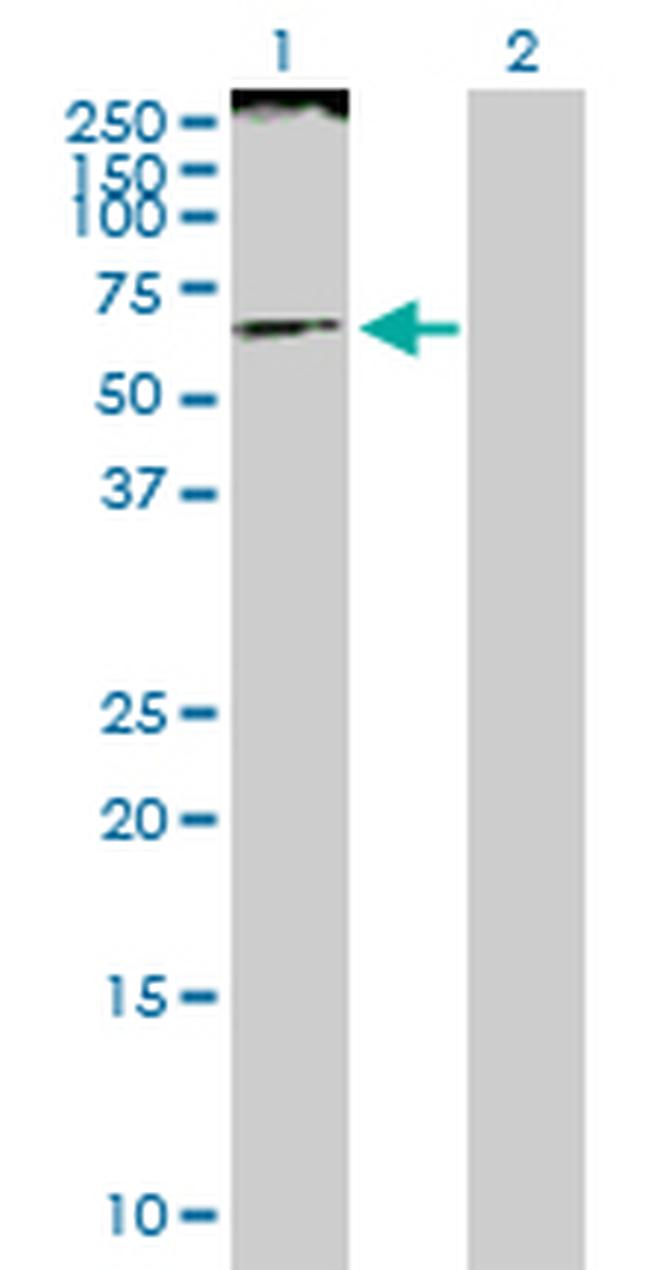 SMARCE1 Antibody in Western Blot (WB)