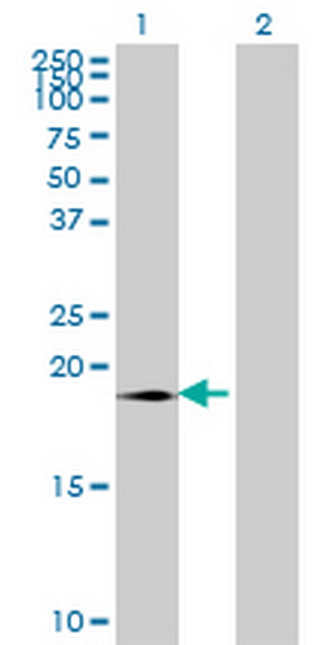 SUMO3 Antibody in Western Blot (WB)