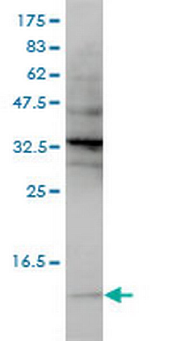 SNRPG Antibody in Western Blot (WB)