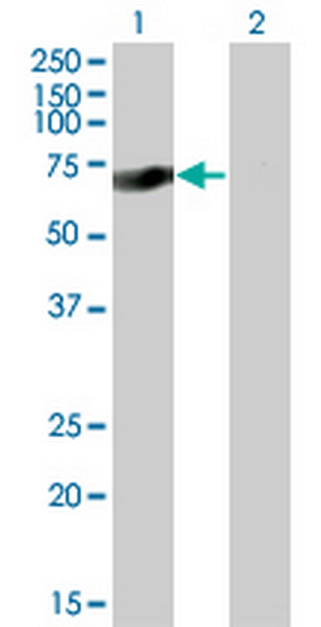 SOX9 Antibody in Western Blot (WB)