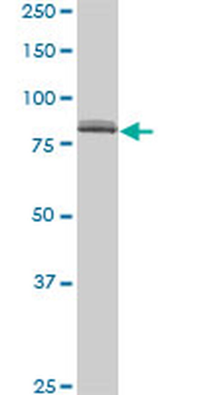 SP1 Antibody in Western Blot (WB)