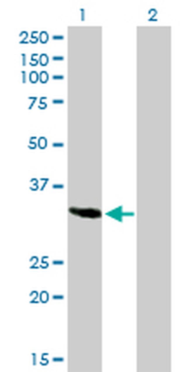 SPARC Antibody in Western Blot (WB)