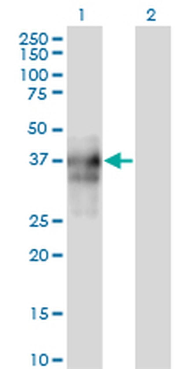 SPARC Antibody in Western Blot (WB)