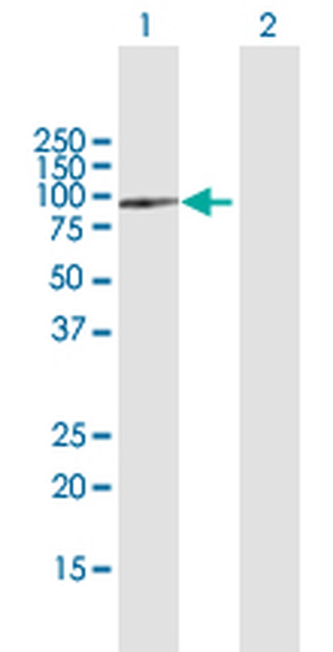 SPG7 Antibody in Western Blot (WB)