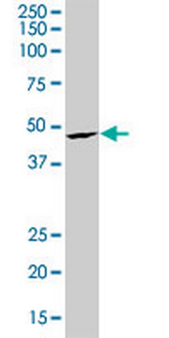 SRF Antibody in Western Blot (WB)