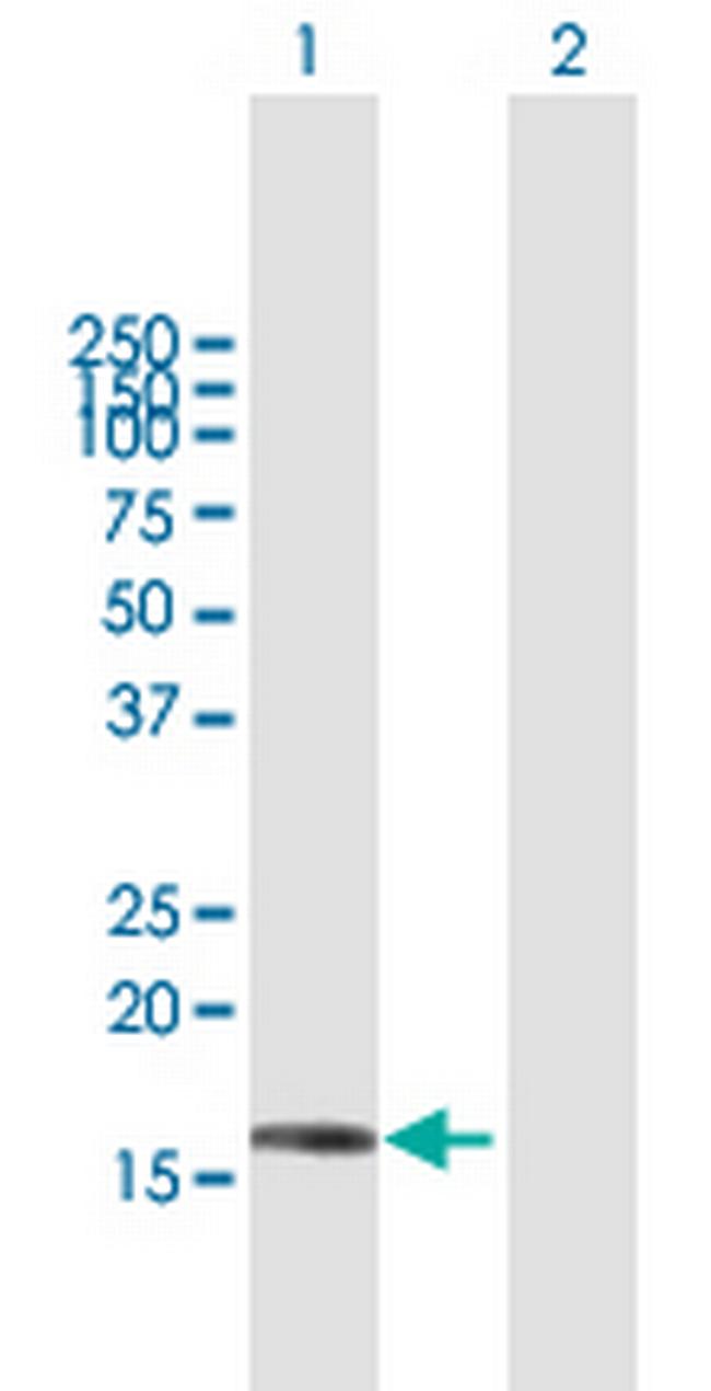 SRP19 Antibody in Western Blot (WB)