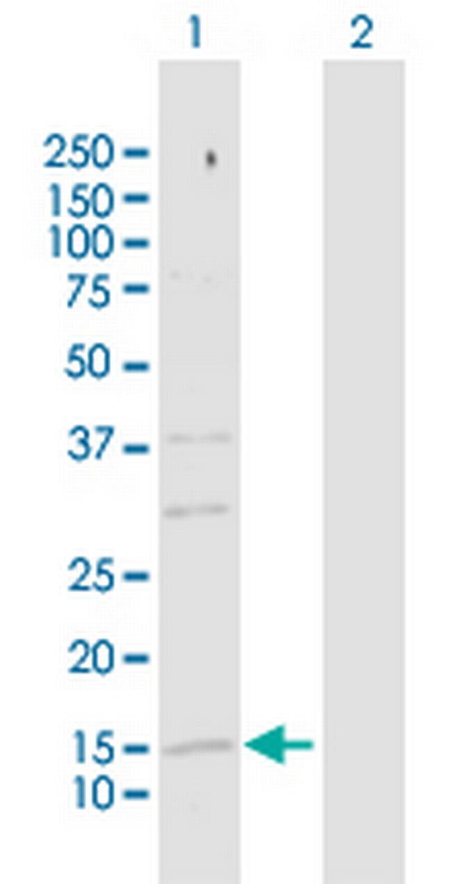 SRP19 Antibody in Western Blot (WB)