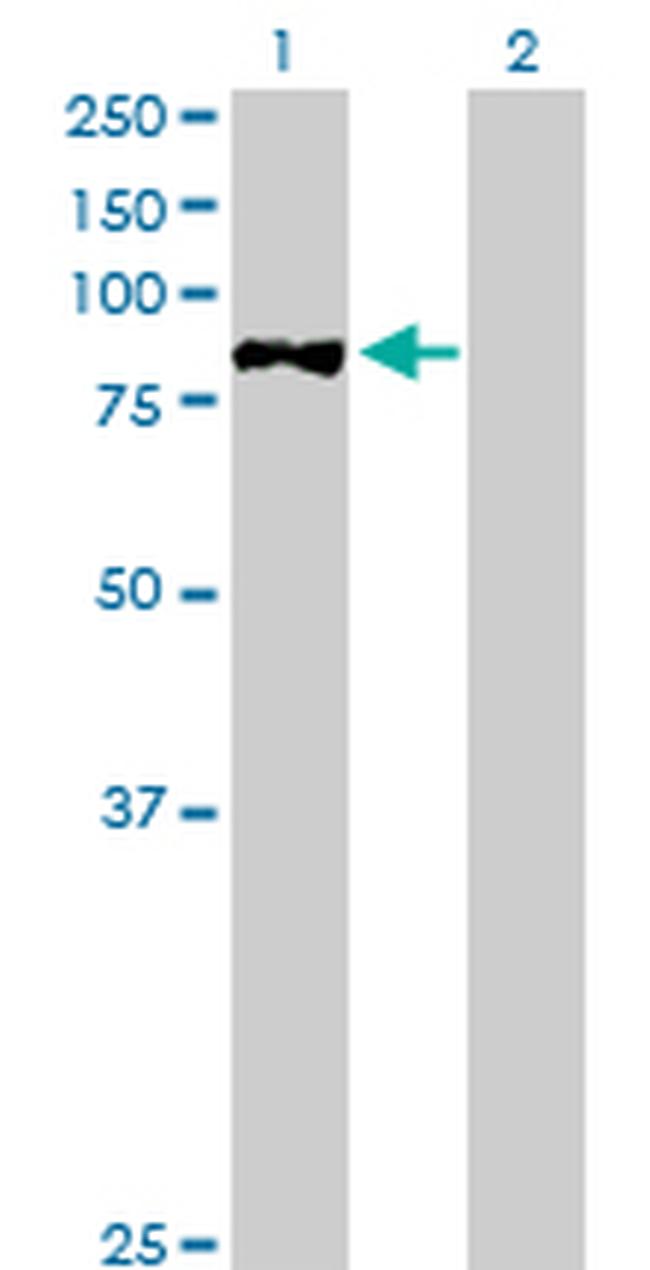 STAT4 Antibody in Western Blot (WB)