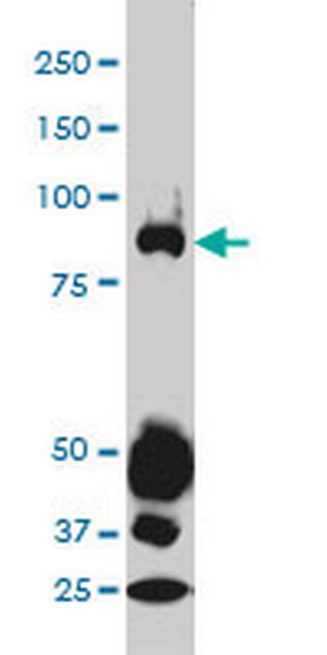 STAT4 Antibody in Western Blot (WB)