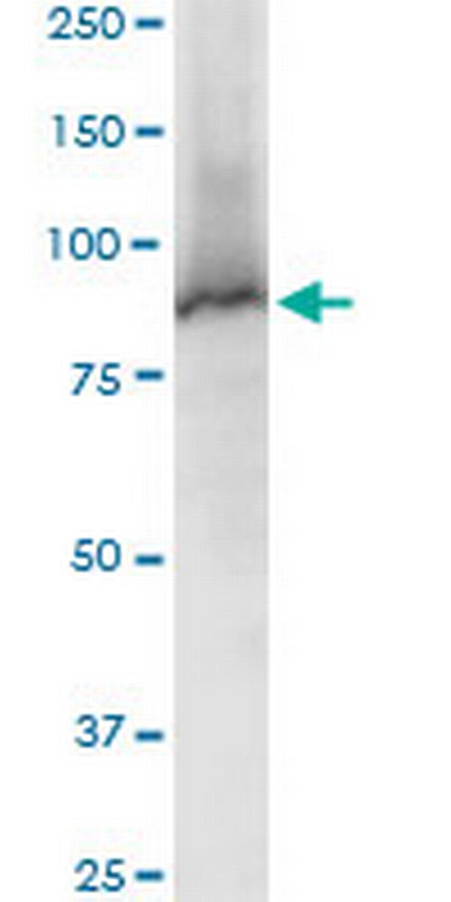 STAT5A Antibody in Western Blot (WB)