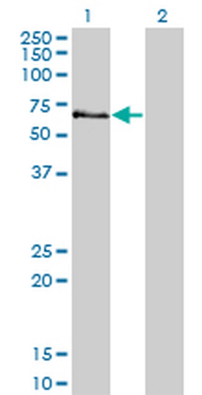 STK3 Antibody in Western Blot (WB)