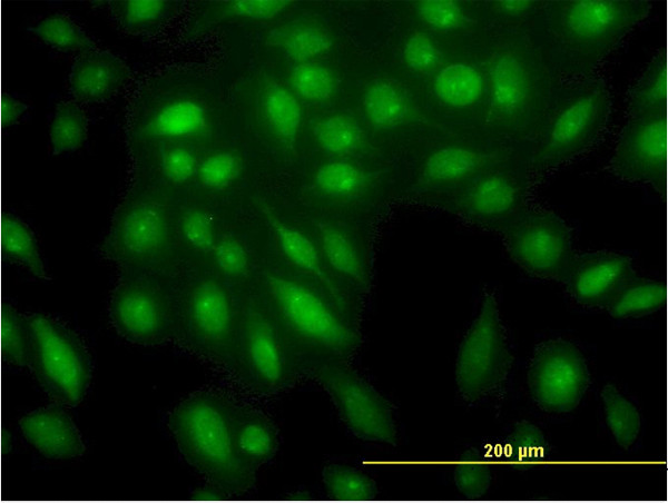 STK4 Antibody in Immunocytochemistry (ICC/IF)