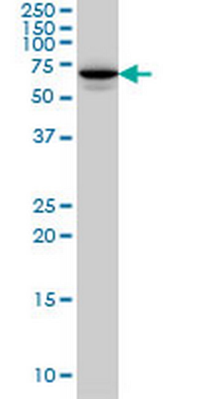 STXBP1 Antibody in Western Blot (WB)