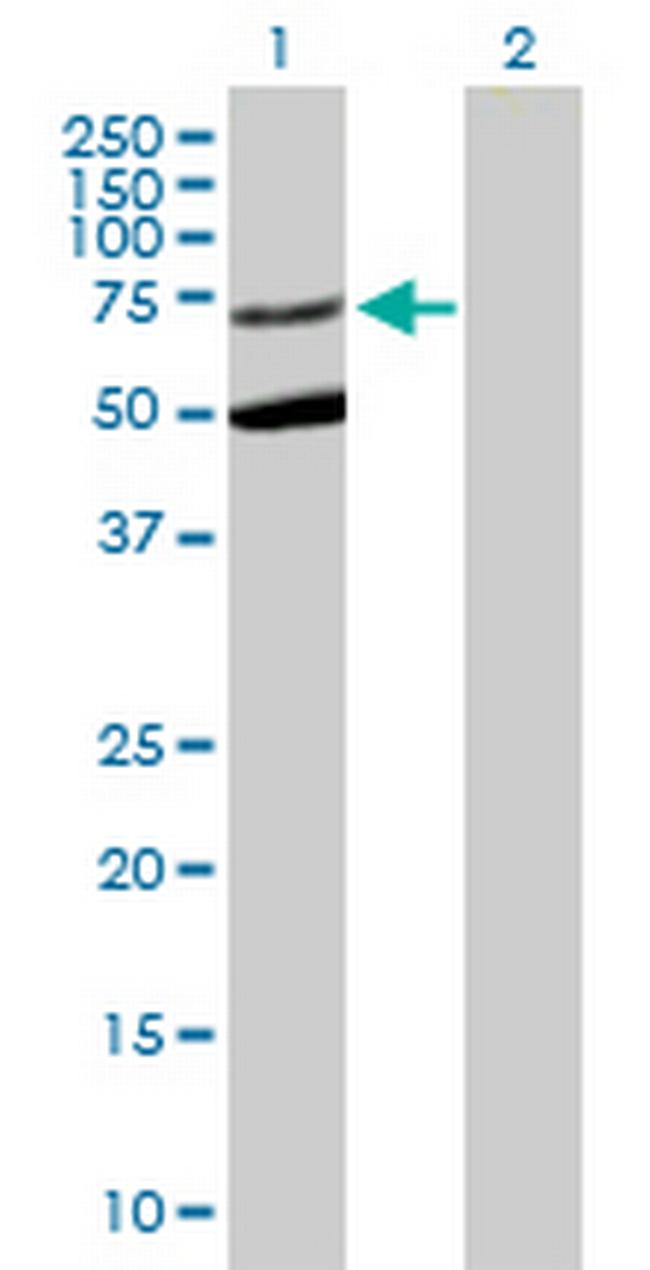 STXBP3 Antibody in Western Blot (WB)