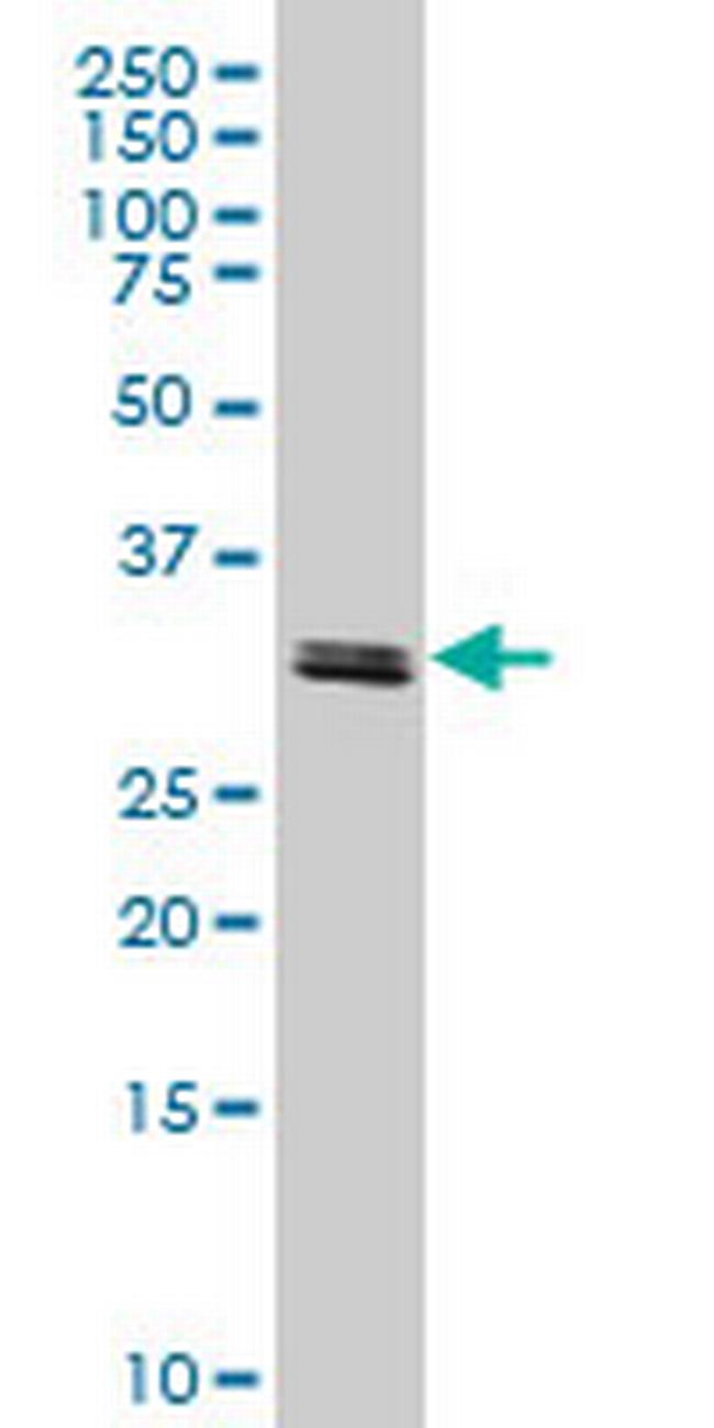 TAF11 Antibody in Western Blot (WB)