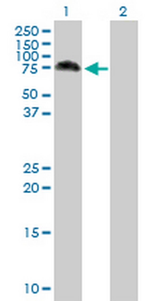 MAP3K7 Antibody in Western Blot (WB)