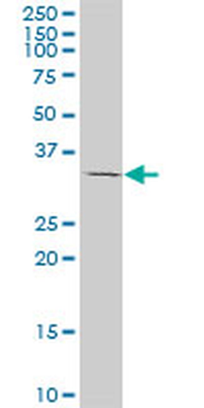 TAZ Antibody in Western Blot (WB)