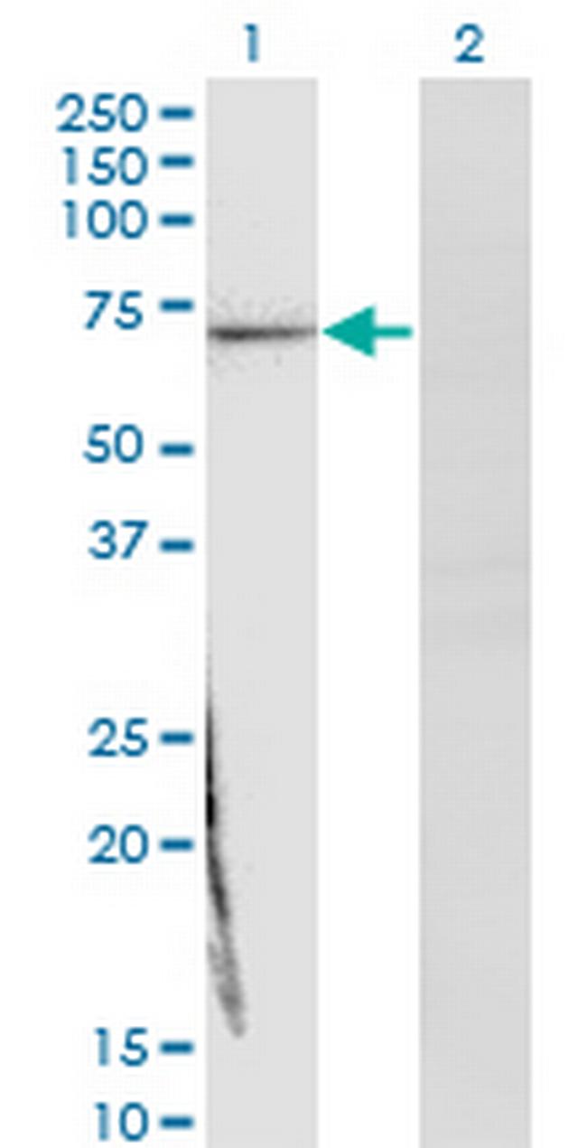 TCF2 Antibody in Western Blot (WB)