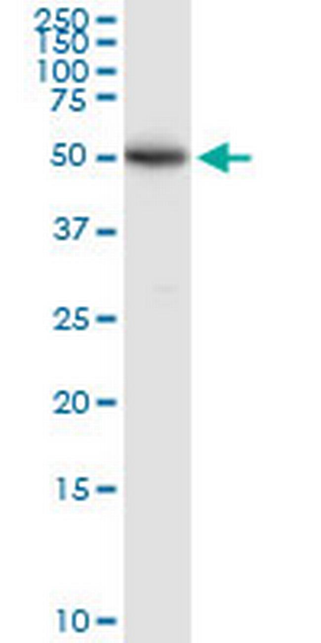 TDO2 Antibody in Western Blot (WB)