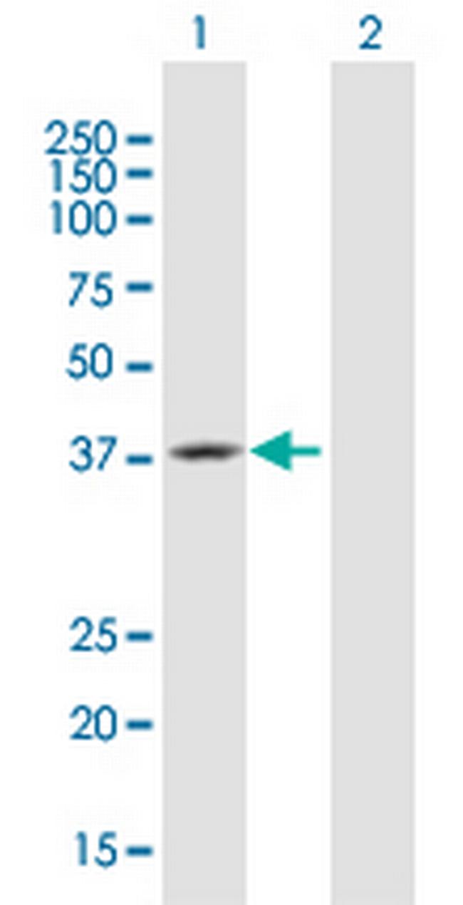 TEAD4 Antibody in Western Blot (WB)