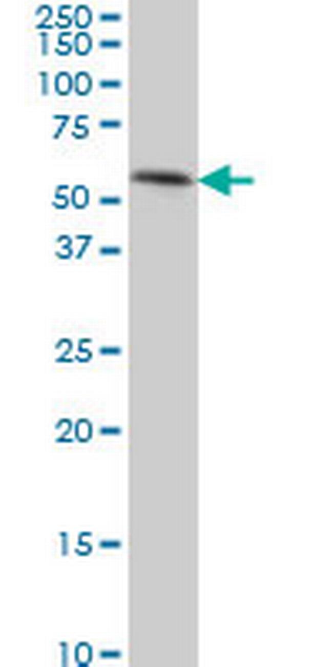 TEAD4 Antibody in Western Blot (WB)