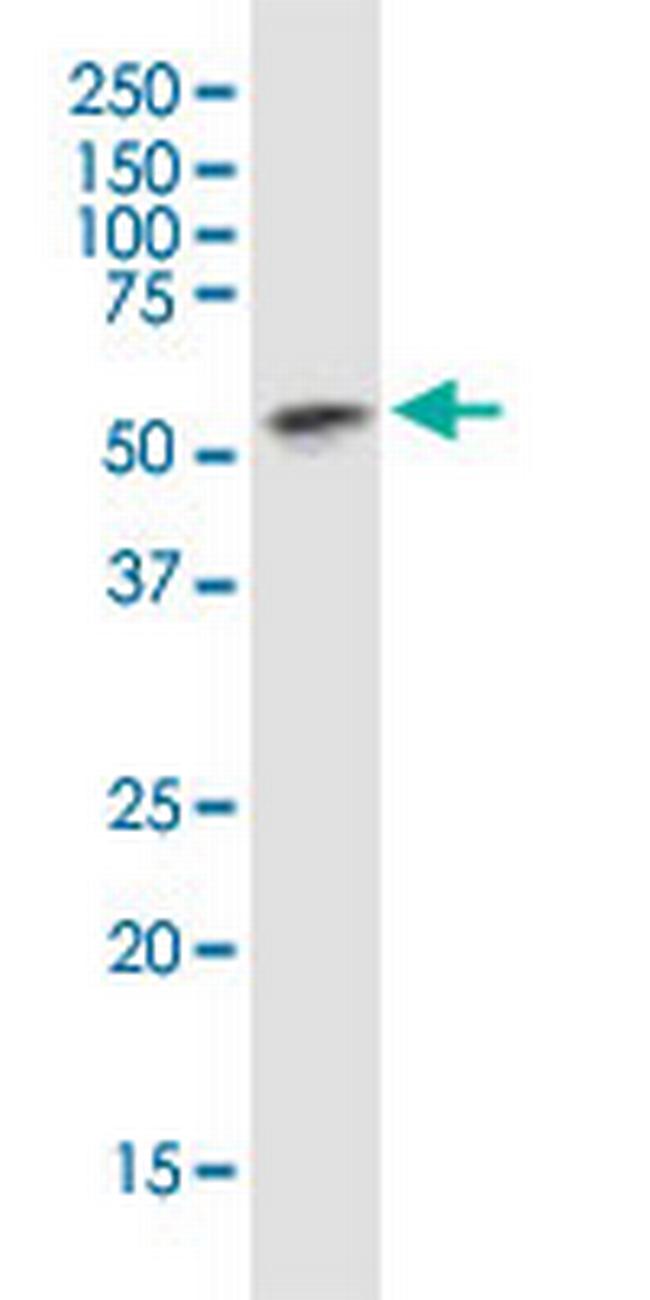 TEAD4 Antibody in Western Blot (WB)