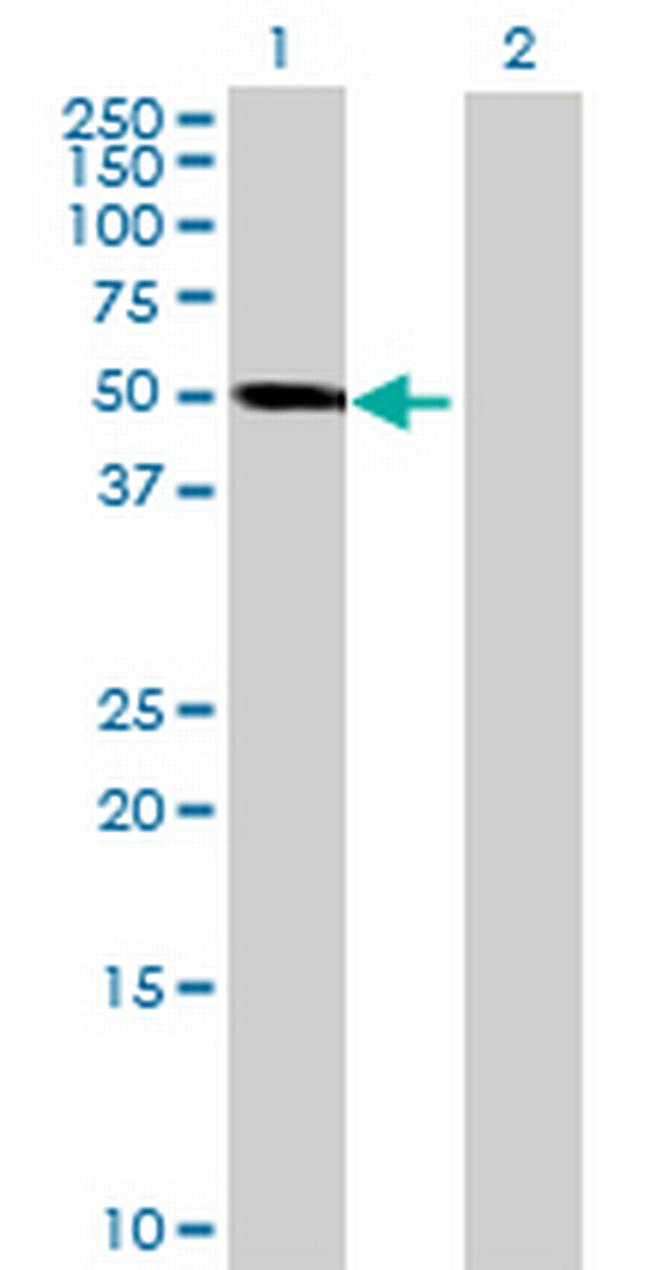 TFAP2C Antibody in Western Blot (WB)