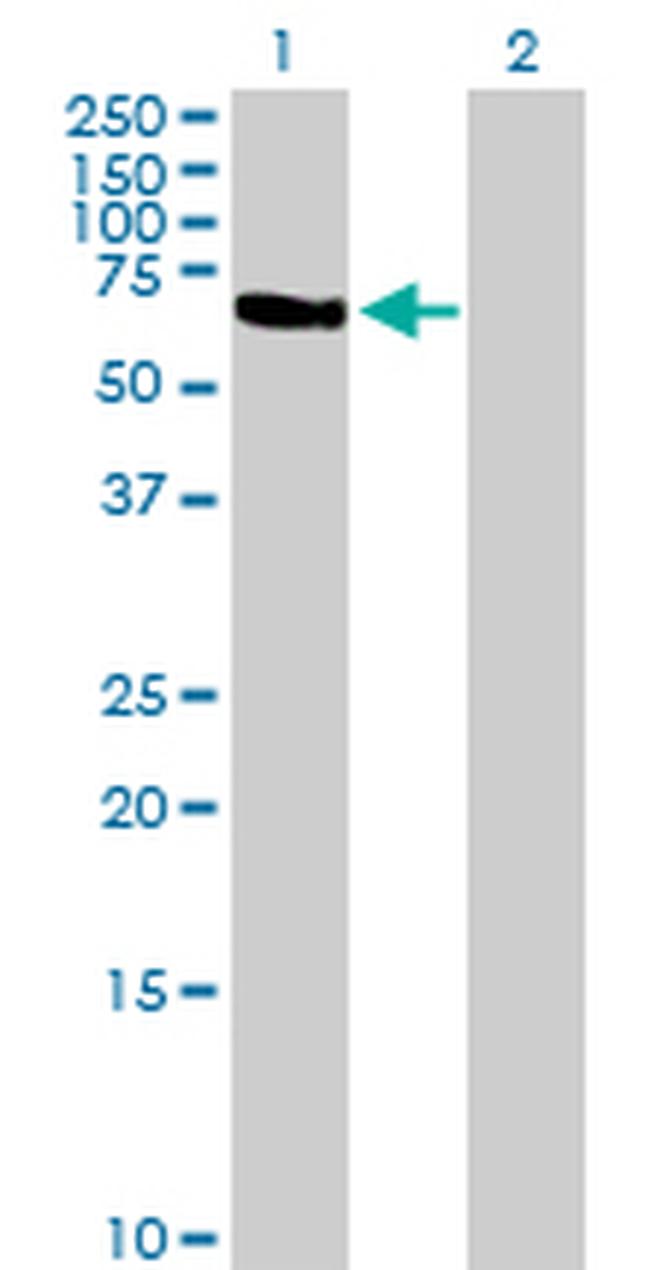 TFCP2 Antibody in Western Blot (WB)
