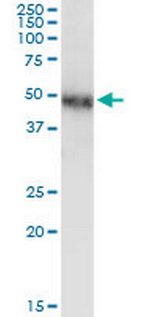 NR2F1 Antibody in Western Blot (WB)