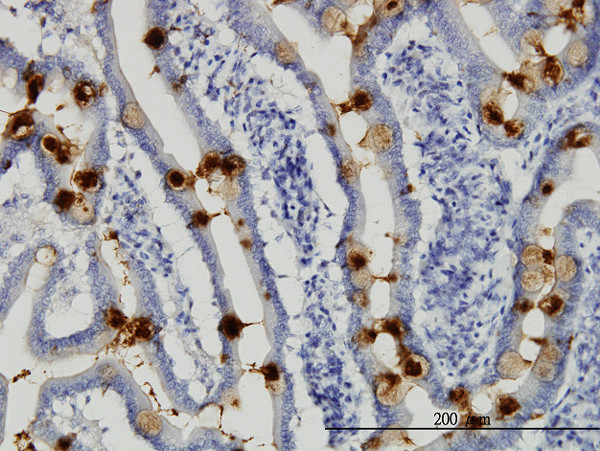 TFF3 Antibody in Immunohistochemistry (Paraffin) (IHC (P))