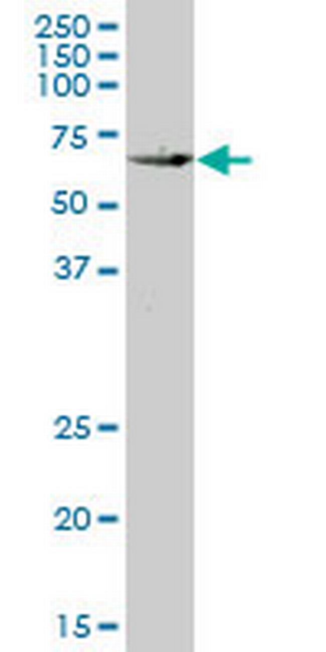 KLF10 Antibody in Western Blot (WB)