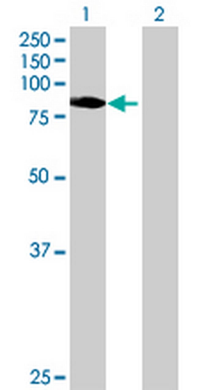 TLE2 Antibody in Western Blot (WB)