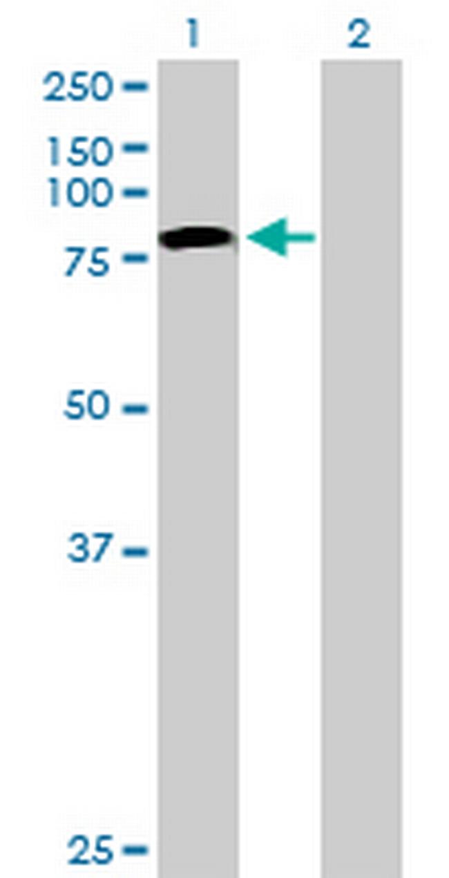 TLE4 Antibody in Western Blot (WB)
