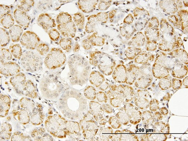 TNF Antibody in Immunohistochemistry (Paraffin) (IHC (P))