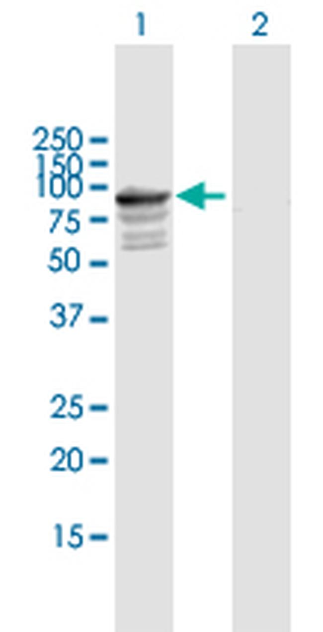 TNXB Antibody in Western Blot (WB)
