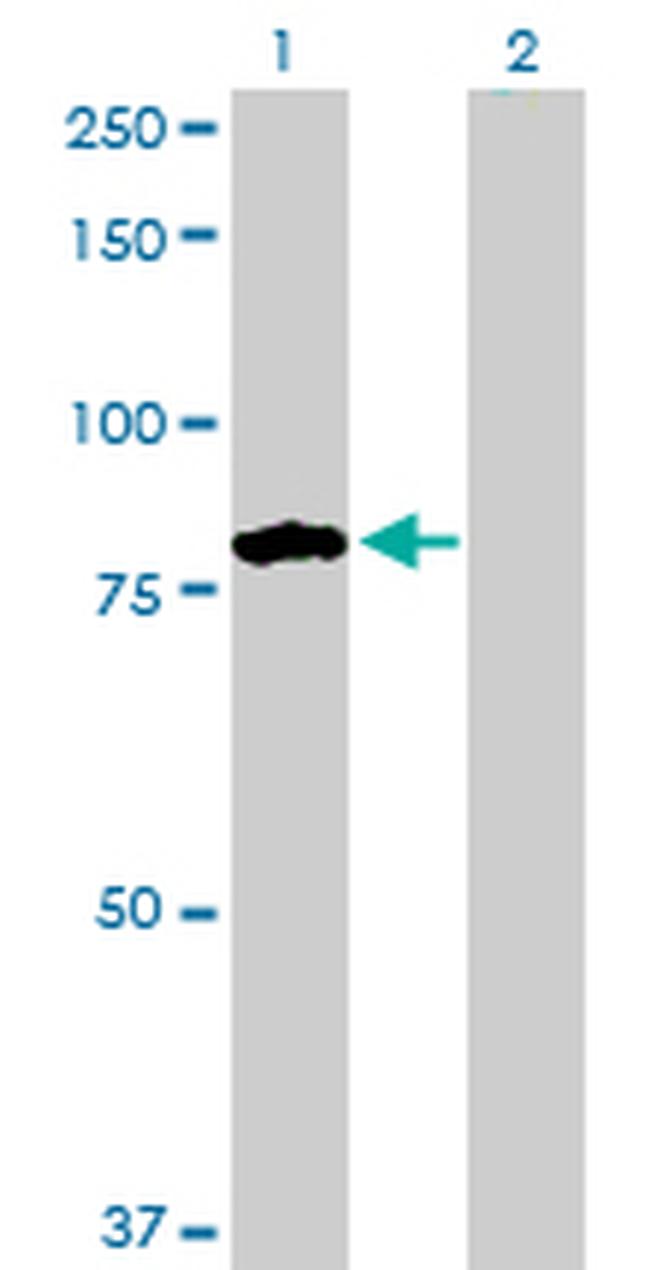 TNXB Antibody in Western Blot (WB)
