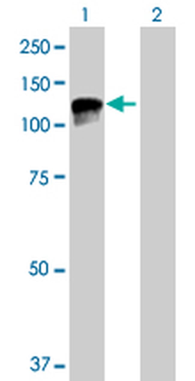 TPO Antibody in Western Blot (WB)
