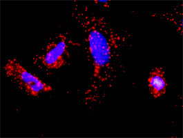 TRAF1 Antibody in Proximity Ligation Assay (PLA) (PLA)